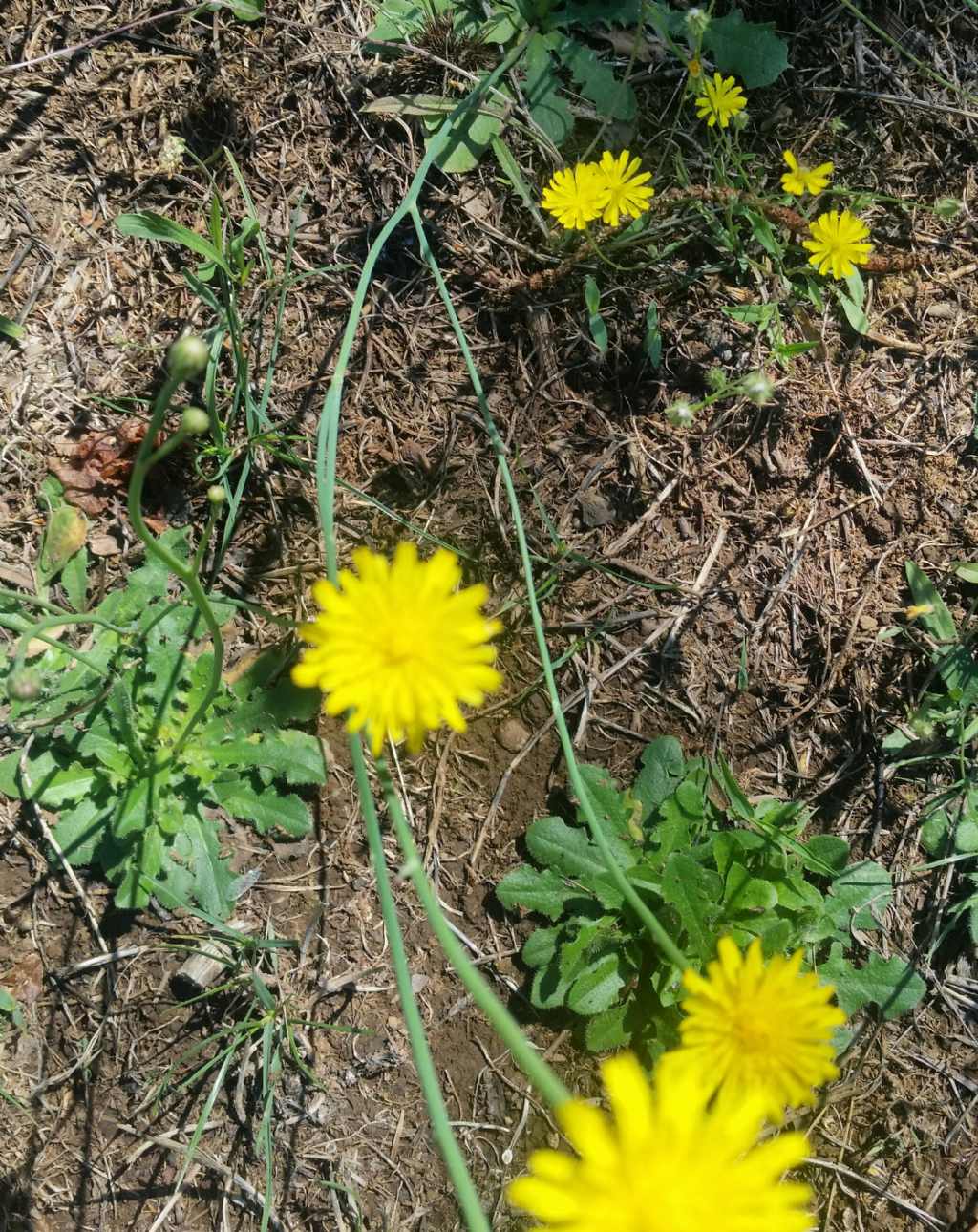 Hypochaeris radicata